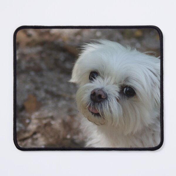 Item preview, Maltese on a walk designed and sold by MvMeer.