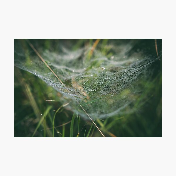 Misty Wonder Photographic Print