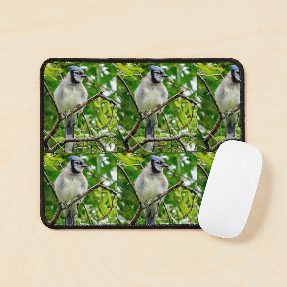 The Blue Jay By Yannis Lobaina Mouse Pad