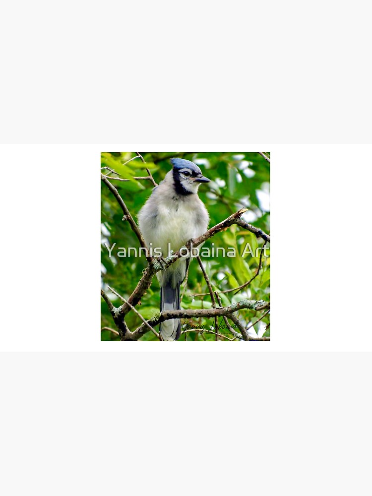 The Blue Jay By Yannis Lobaina by lobaina1979