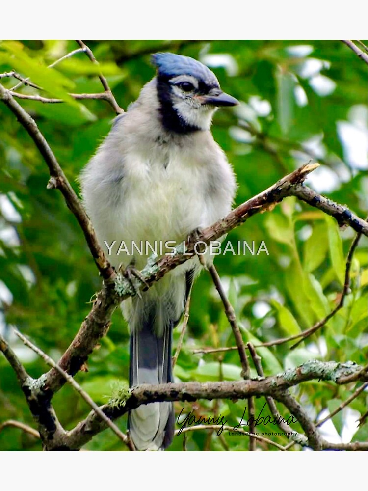 The Blue Jay By Yannis Lobaina by lobaina1979