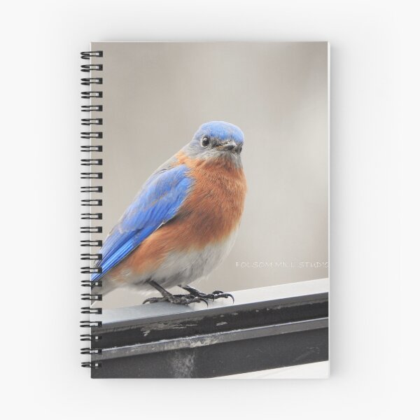 Item preview, Male Eastern Bluebird  designed and sold by Uni356.