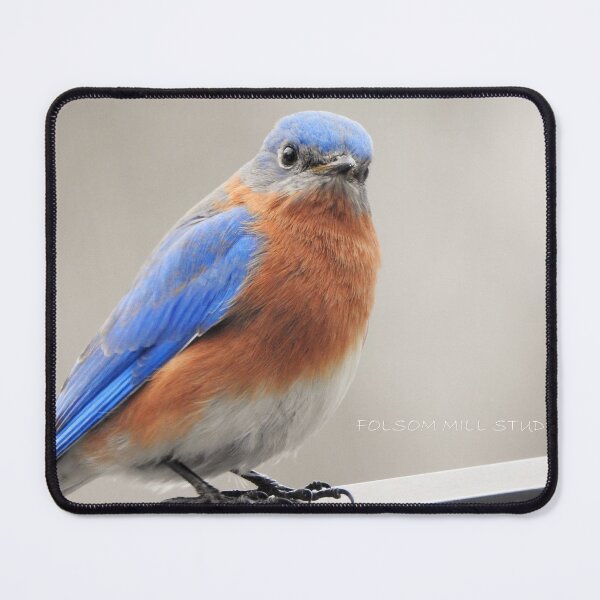 Item preview, Male Eastern Bluebird designed and sold by Uni356.