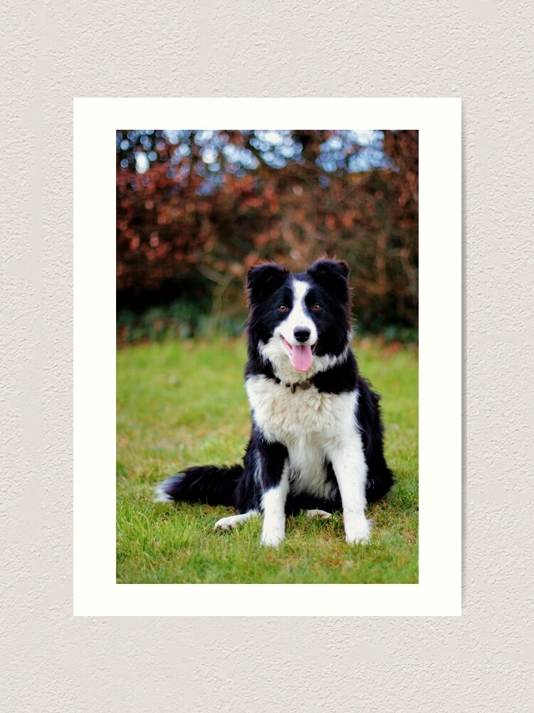 border collie teddy