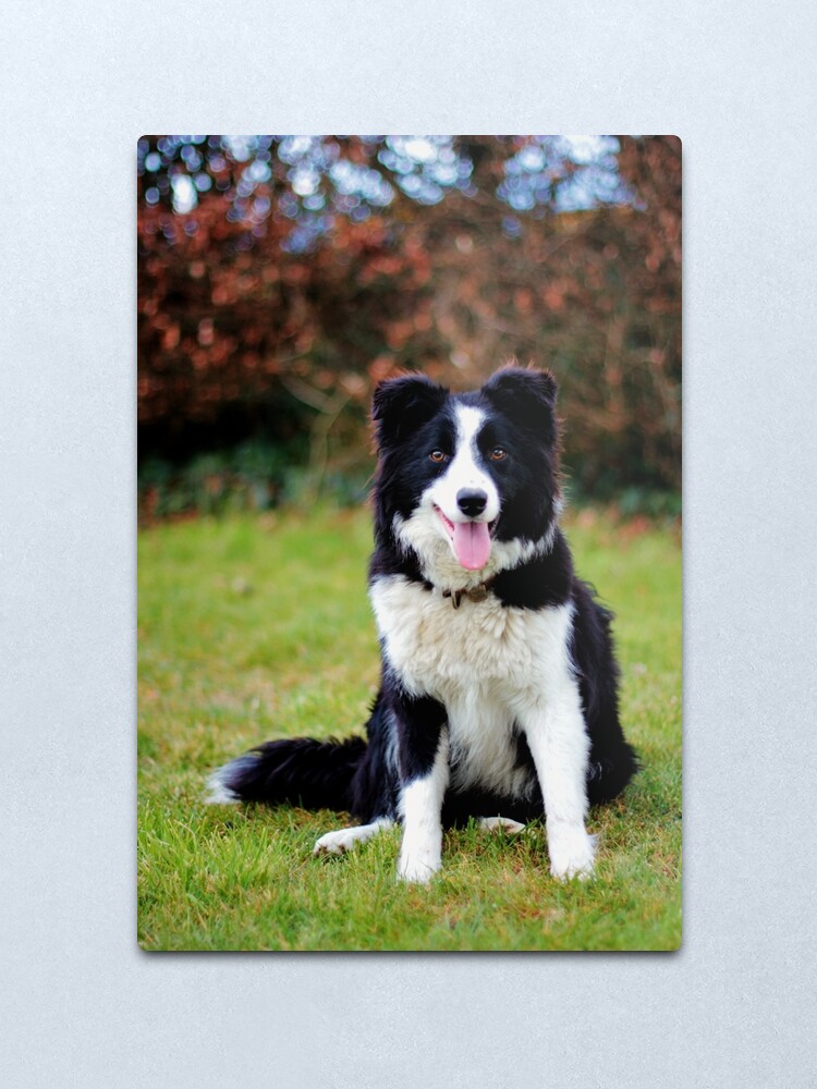 border collie teddy