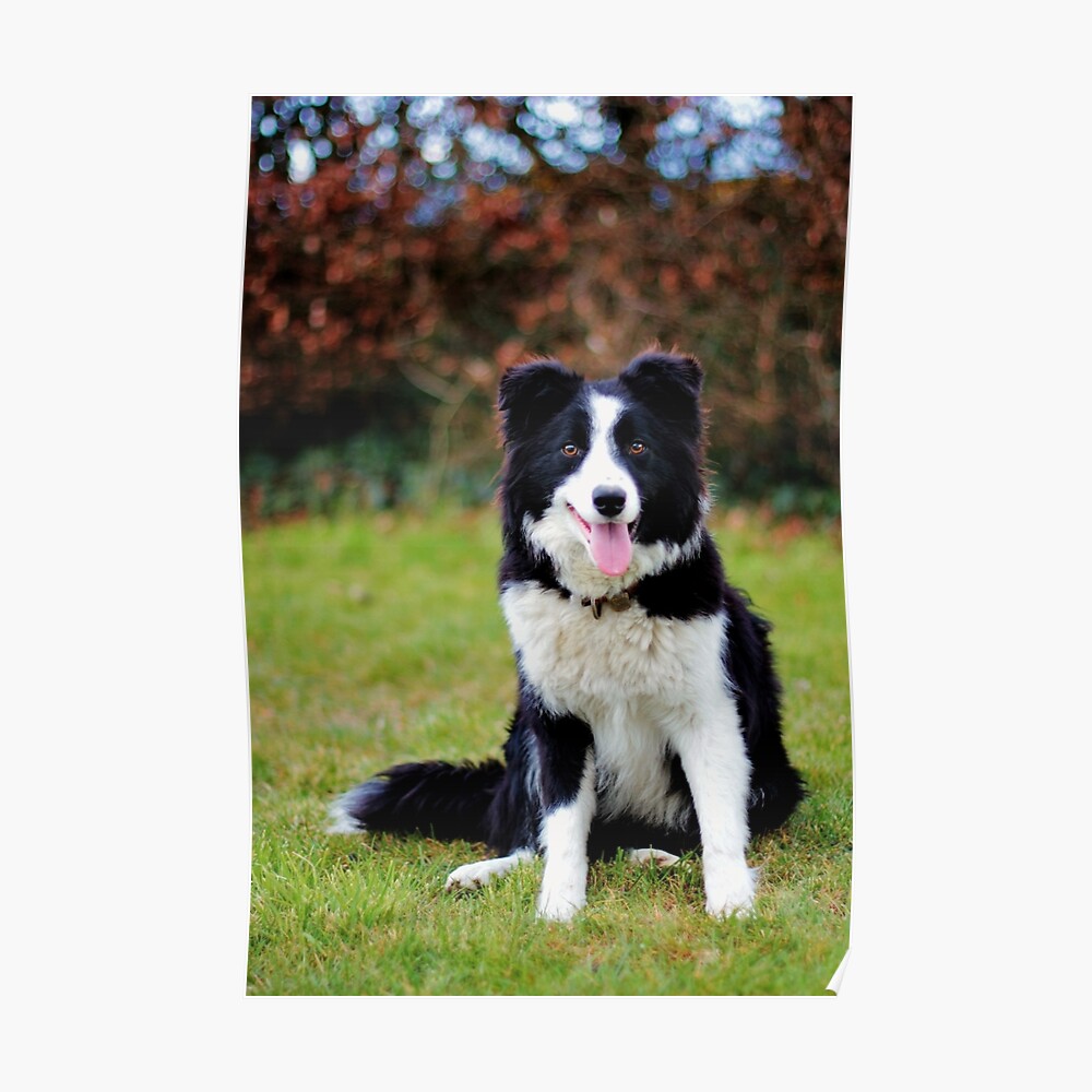 border collie teddies