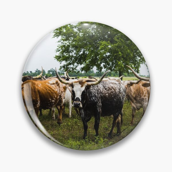 Item preview, Longhorns at the 1,800-acre Lonesome Pine Ranch, a working cattle ranch that is part of the Texas Ranch Life ranch resort near Chappell Hill in Austin County, Texas designed and sold by OrcaNature.