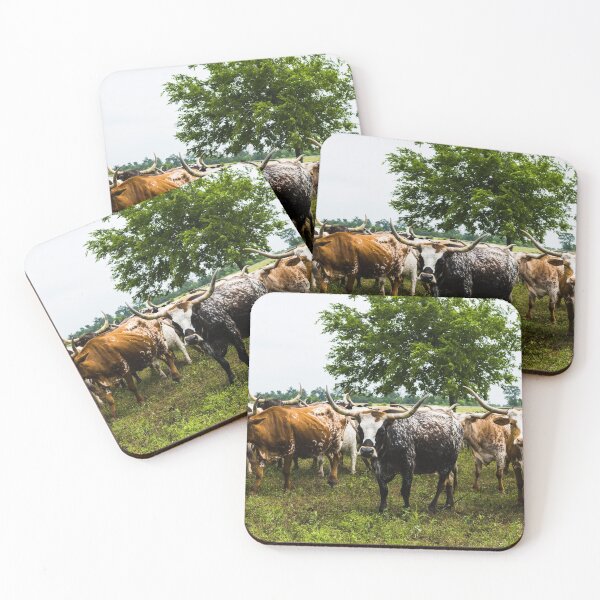Item preview, Longhorns at the 1,800-acre Lonesome Pine Ranch, a working cattle ranch that is part of the Texas Ranch Life ranch resort near Chappell Hill in Austin County, Texas designed and sold by OrcaNature.