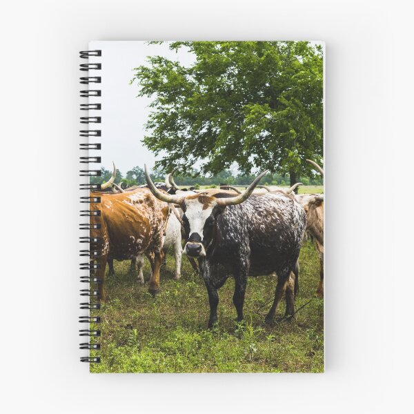 Item preview, Longhorns at the 1,800-acre Lonesome Pine Ranch, a working cattle ranch that is part of the Texas Ranch Life ranch resort near Chappell Hill in Austin County, Texas designed and sold by OrcaNature.