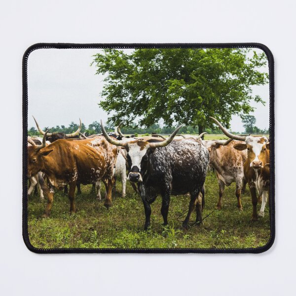Item preview, Longhorns at the 1,800-acre Lonesome Pine Ranch, a working cattle ranch that is part of the Texas Ranch Life ranch resort near Chappell Hill in Austin County, Texas designed and sold by OrcaNature.
