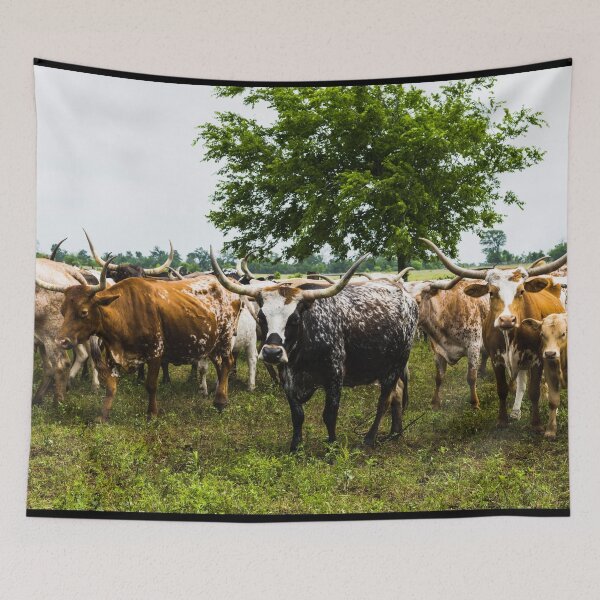 Item preview, Longhorns at the 1,800-acre Lonesome Pine Ranch, a working cattle ranch that is part of the Texas Ranch Life ranch resort near Chappell Hill in Austin County, Texas designed and sold by OrcaNature.