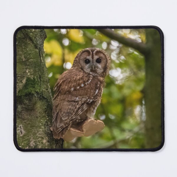 Item preview, Tawny Owl designed and sold by Steve Liptrot Photography.
