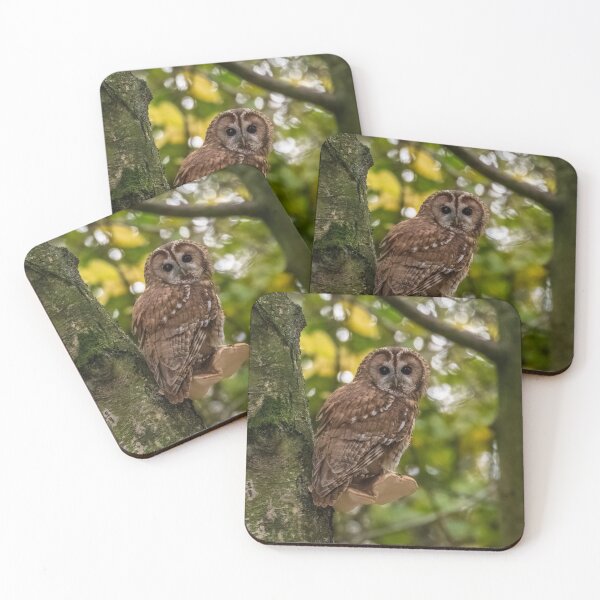 Item preview, Tawny Owl designed and sold by Steve Liptrot Photography.
