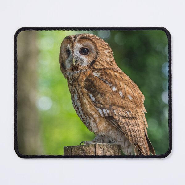Item preview, Tawny Owl designed and sold by Steve Liptrot Photography.