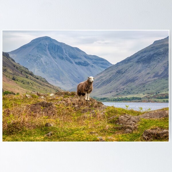 Item preview, Herdwick Sheep and Great Gable designed and sold by derekbeattie.