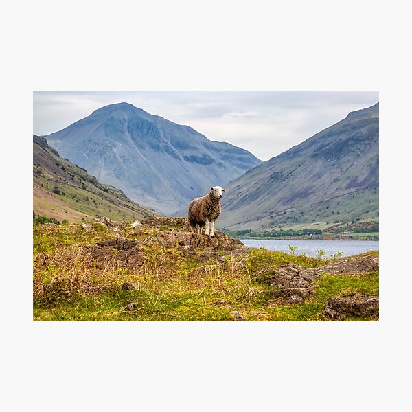 Item preview, Herdwick Sheep and Great Gable designed and sold by derekbeattie.