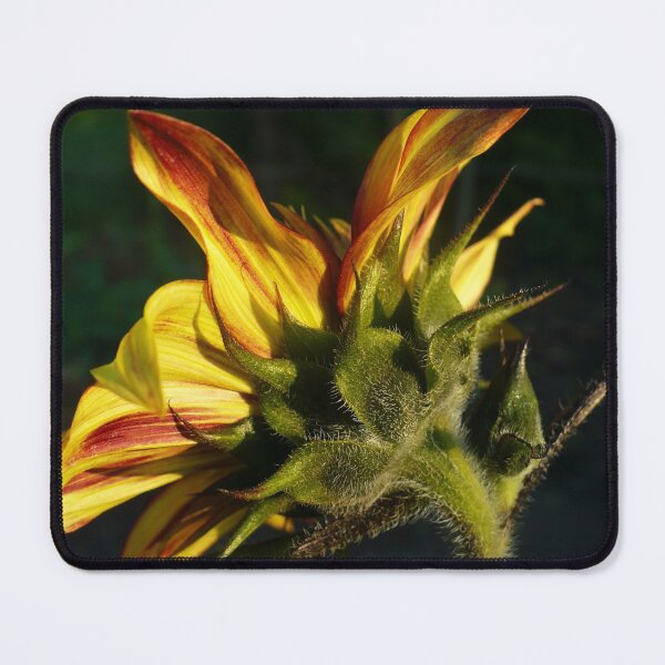Item preview, Sunflower Backside designed and sold by Linda Bianic.