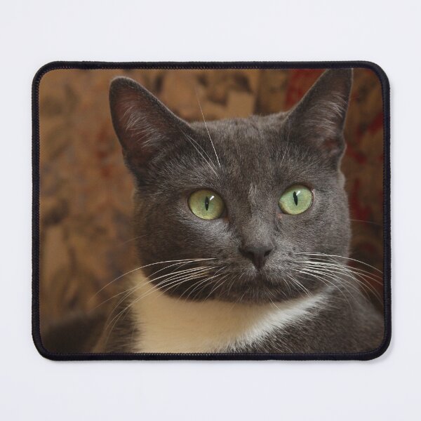 Item preview, Stevie the Cat with Green Eyes designed and sold by PaulKPhoto.