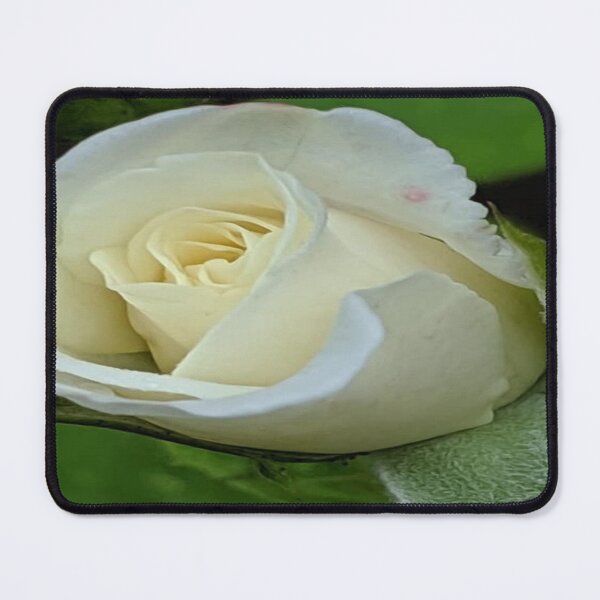 Item preview, Everlasting Love White Rose designed and sold by Missy69.