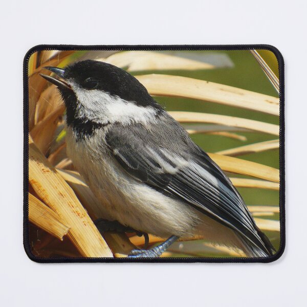 Item preview, Black Capped Chickadee designed and sold by Linda Bianic.