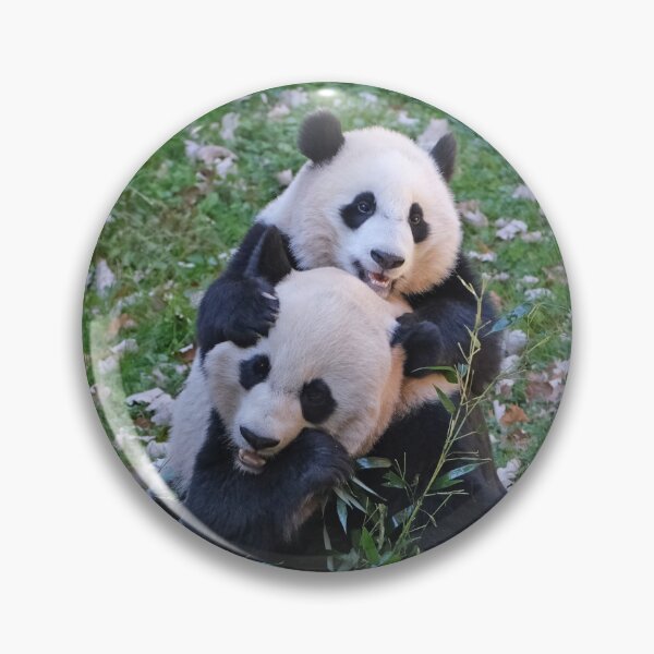 Item preview, Giant Pandas Mei Xiang and Xiao Qi Ji at the National Zoo designed and sold by Zoo and Nature Photography by Karie.
