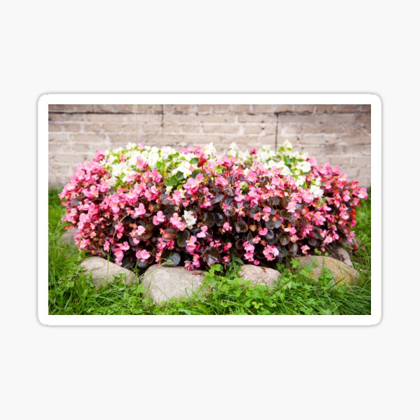 Item preview, pink Begonia semperflorens clumps designed and sold by Arletta Cwalina.