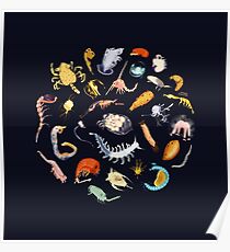 Plankton Poster