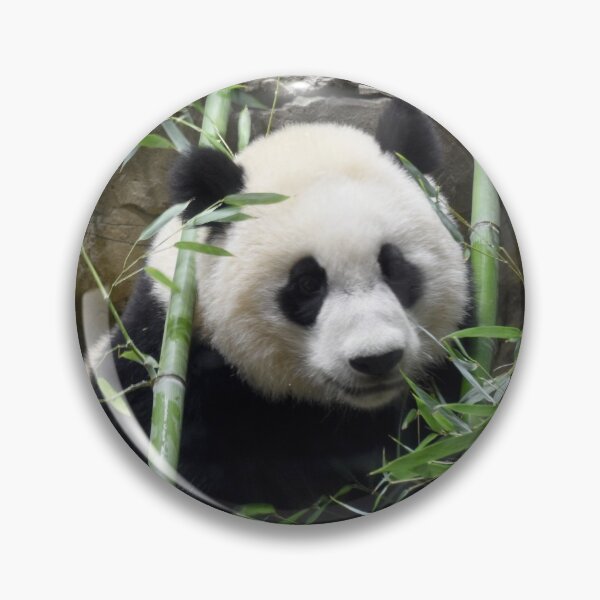 Item preview, Giant Panda Xiao Qi Ji at the National Zoo designed and sold by Zoo and Nature Photography by Karie.