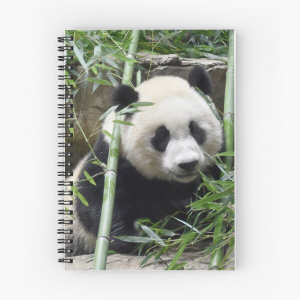 Item preview, Giant Panda Xiao Qi Ji at the National Zoo designed and sold by Zoo and Nature Photography by Karie.