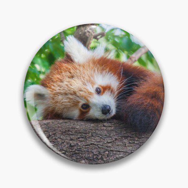 Item preview, Red Panda Pose designed and sold by Daniela Pintimalli.