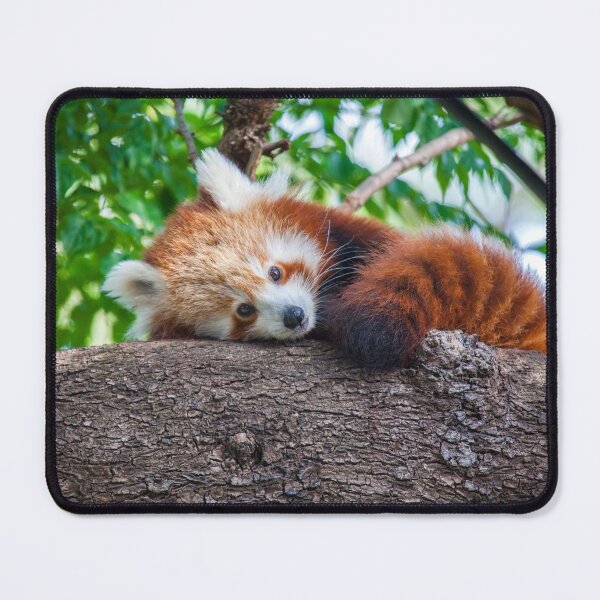 Item preview, Red Panda Pose designed and sold by Daniela Pintimalli.