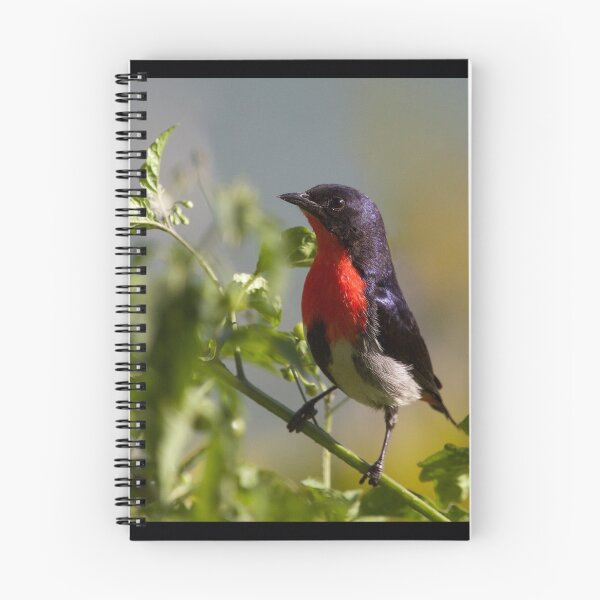 Item preview, Mistletoe bird designed and sold by MargsNaturePix.