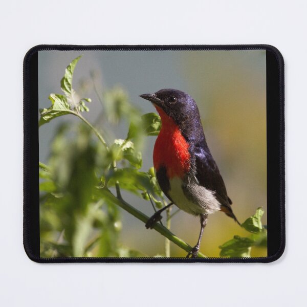 Item preview, Mistletoe bird designed and sold by MargsNaturePix.