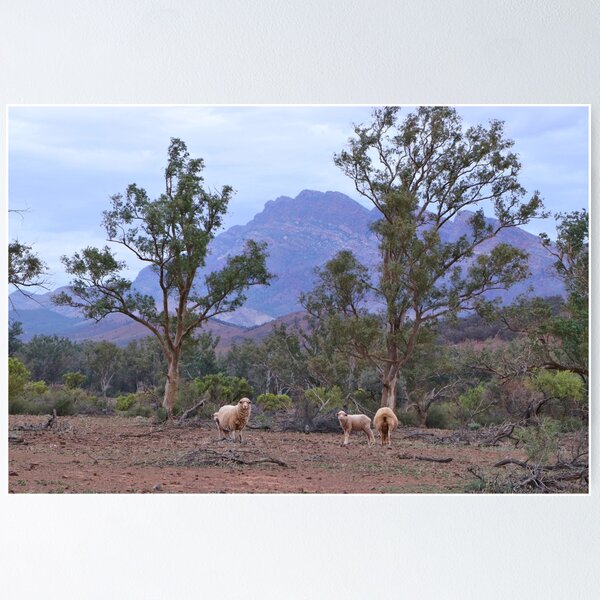 Item preview, Sheep, Moralana Scenic Drive, Flinders Ranges designed and sold by FranWest.