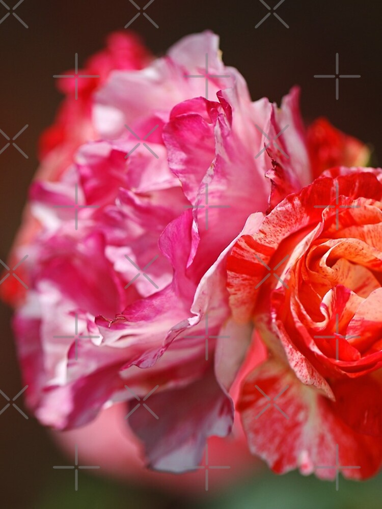 Thumbnail 4 of 4, iPhone Case, Variegated Roses In Love designed and sold by bubbleblue.