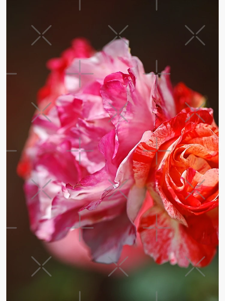 Thumbnail 3 of 3, Journal, Variegated Roses In Love designed and sold by Joy Watson - Natural Light Photography .