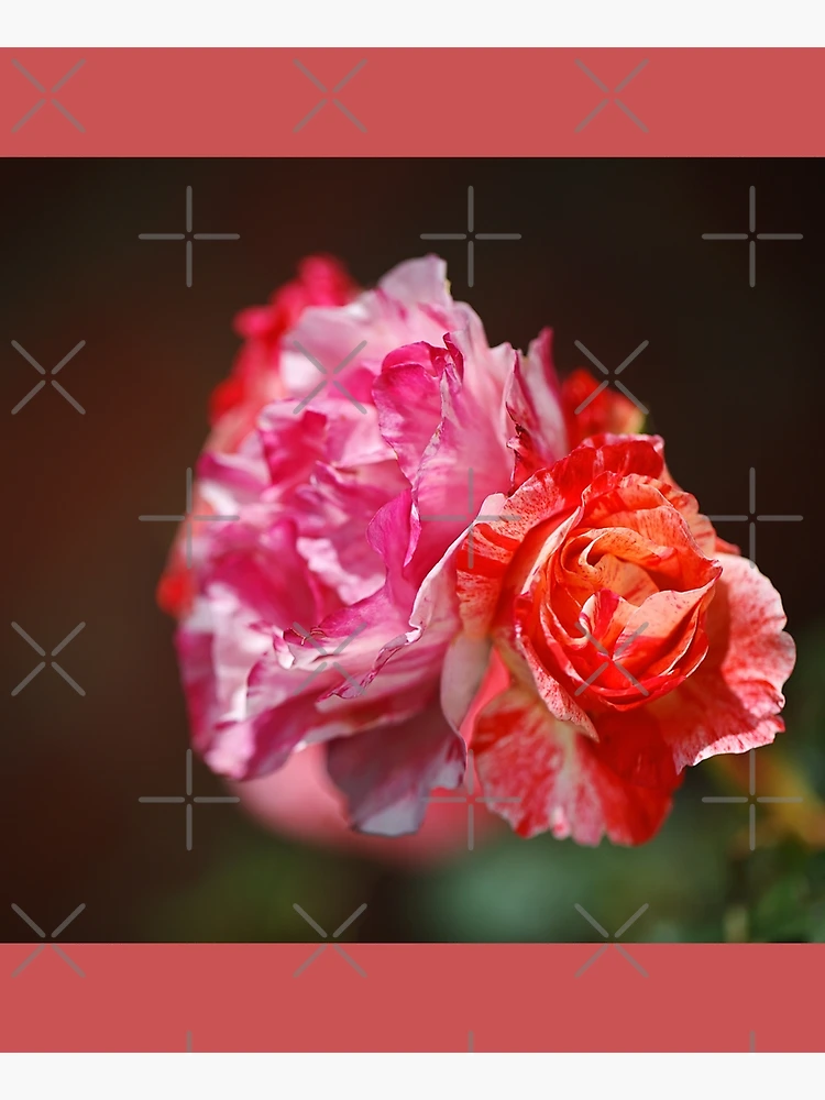 Thumbnail 6 of 6, Apron, Variegated Roses In Love designed and sold by Joy Watson - Natural Light Photography .