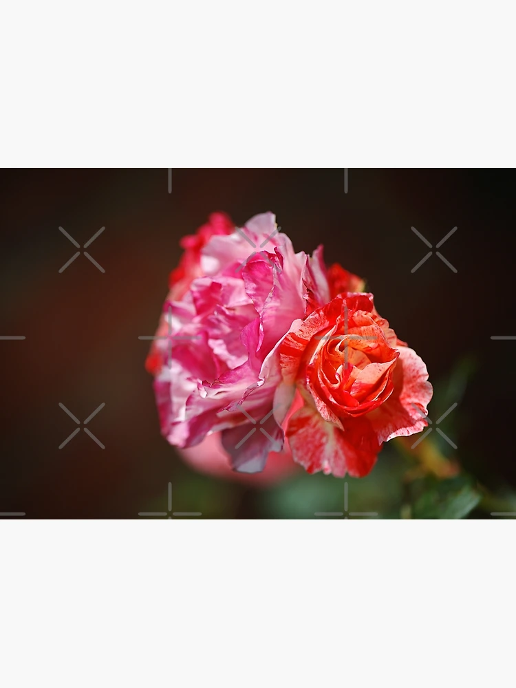 Thumbnail 3 of 3, Journal, Variegated Roses In Love designed and sold by Joy Watson - Natural Light Photography .