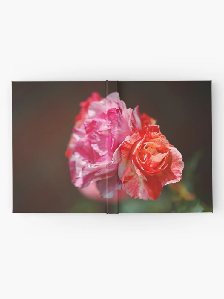 Thumbnail 2 of 3, Journal, Variegated Roses In Love designed and sold by Joy Watson - Natural Light Photography .