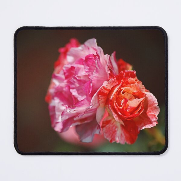 Item preview, Variegated Roses In Love designed and sold by Joy Watson - Natural Light Photography .