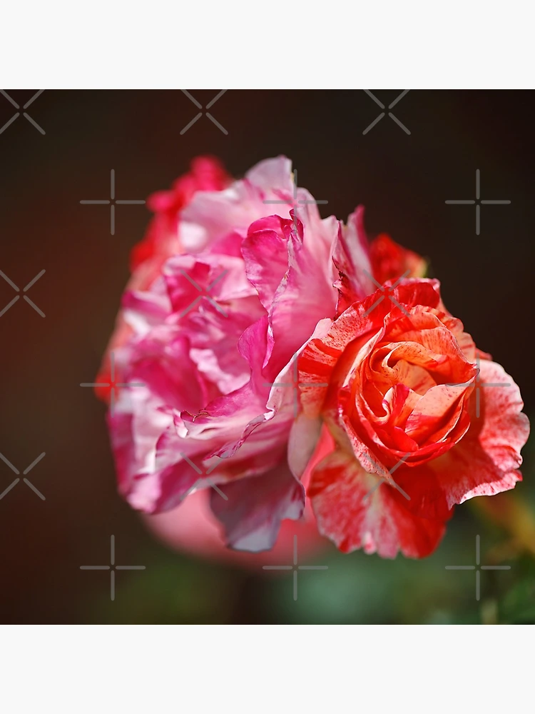 Thumbnail 4 of 4, Clock, Variegated Roses In Love designed and sold by Joy Watson - Natural Light Photography .