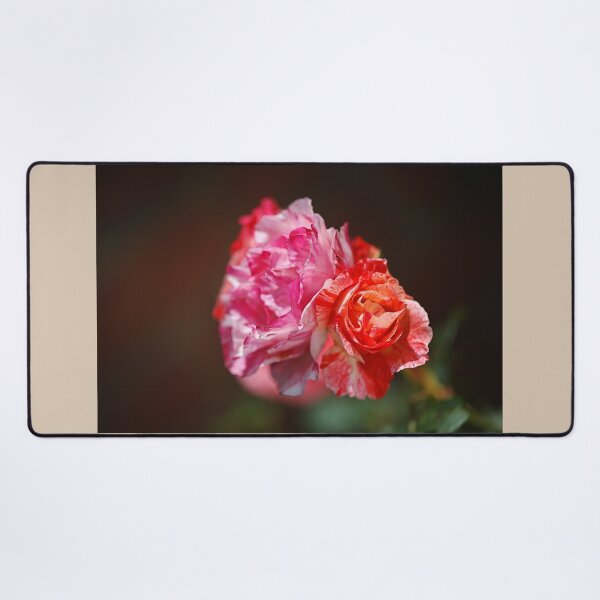 Item preview, Variegated Roses In Love designed and sold by Joy Watson - Natural Light Photography .