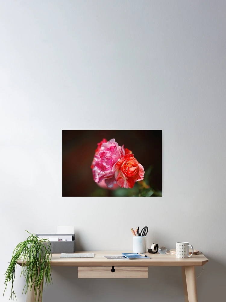 Thumbnail 2 of 3, Poster, Variegated Roses In Love designed and sold by Joy Watson - Natural Light Photography .