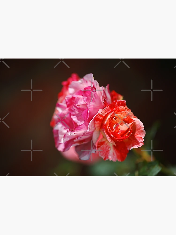Thumbnail 3 of 3, Poster, Variegated Roses In Love designed and sold by Joy Watson - Natural Light Photography .