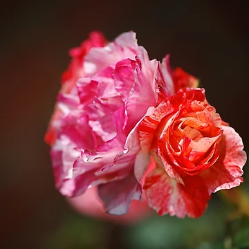 Artwork thumbnail, Variegated Roses In Love by Joy Watson - Natural Light Photography