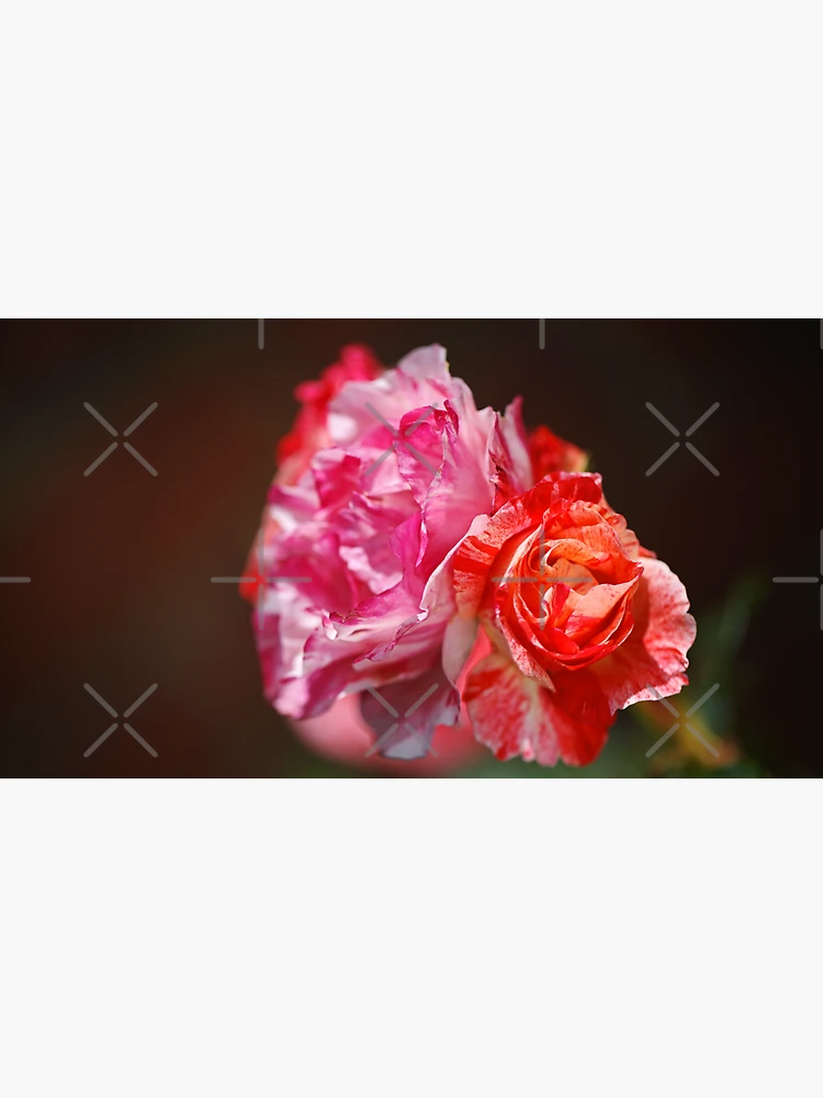 Thumbnail 3 of 3, Cap, Variegated Roses In Love designed and sold by Joy Watson - Natural Light Photography .