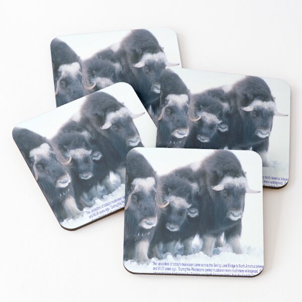 Item preview, Muskox Art designed and sold by Alicefish.