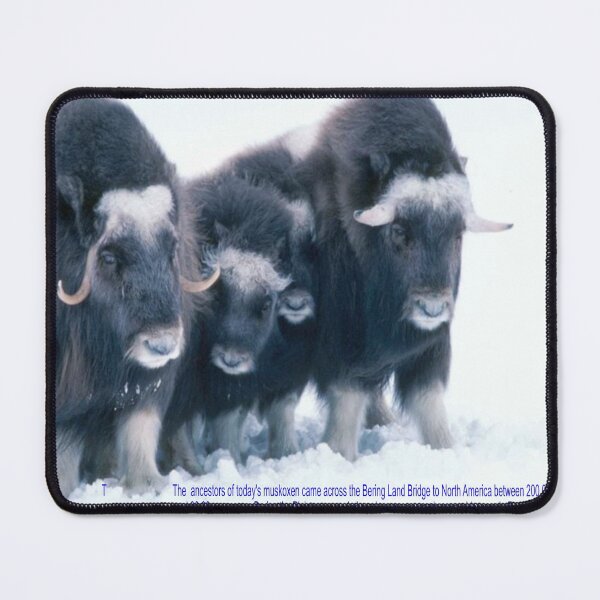 Item preview, Muskox Art designed and sold by Alicefish.