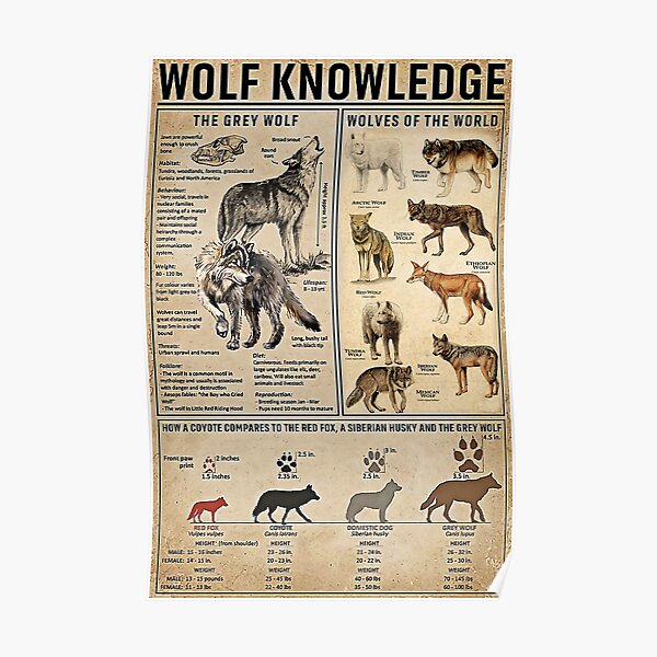 Country Girl Wolf Knowledge Poster