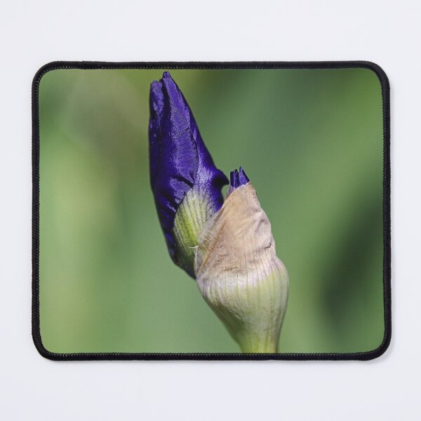 Item preview, Blue Iris Buds Have Friends  designed and sold by Joy Watson - Natural Light Photography .